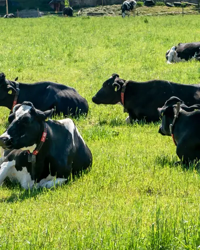 Mucche Frisone, bianche e nere, sdraiate sull’erba di un pascolo