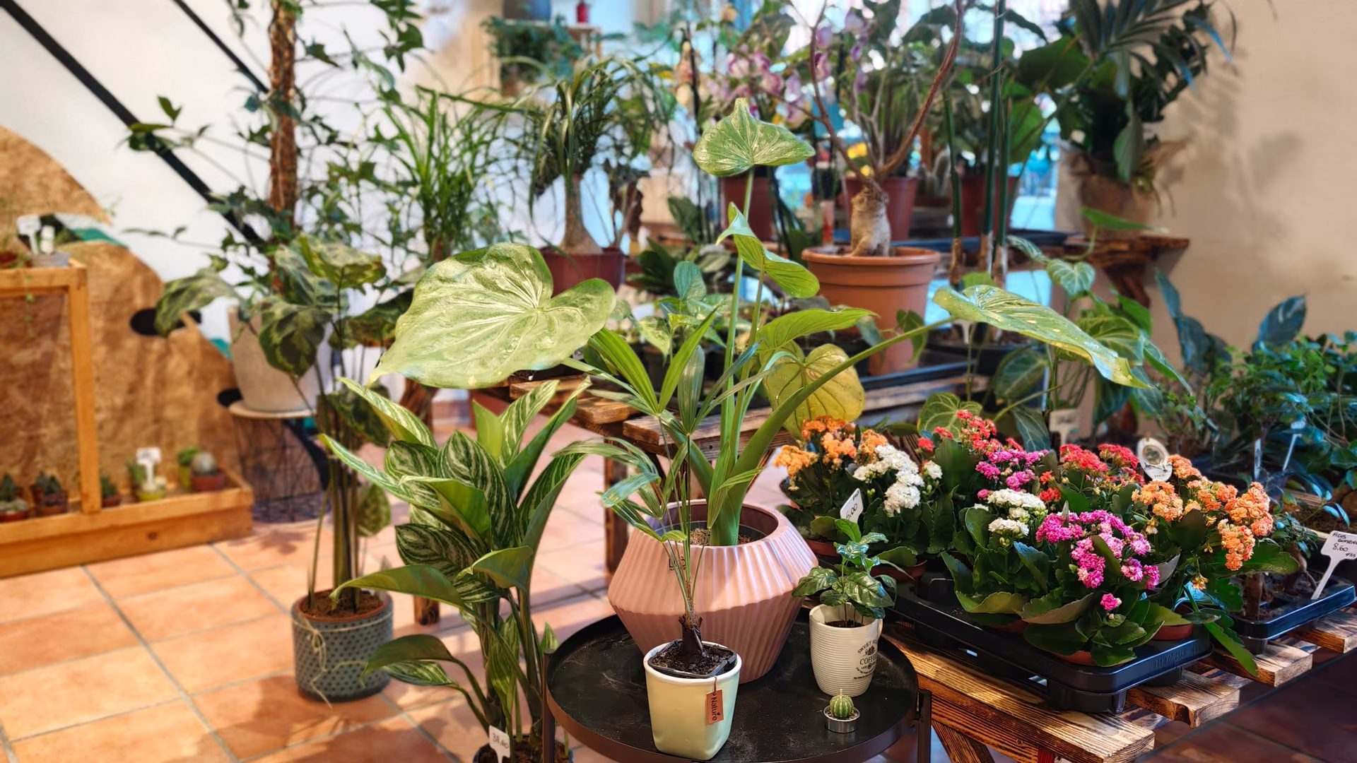 Piante e composizioni nell’interno del negozio Botania
