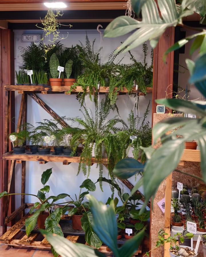 Piante di diverse forme sugli scaffali del negozio Botania