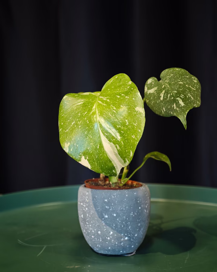 Pianta dalle foglie lucide in un vaso blu su un tavolino