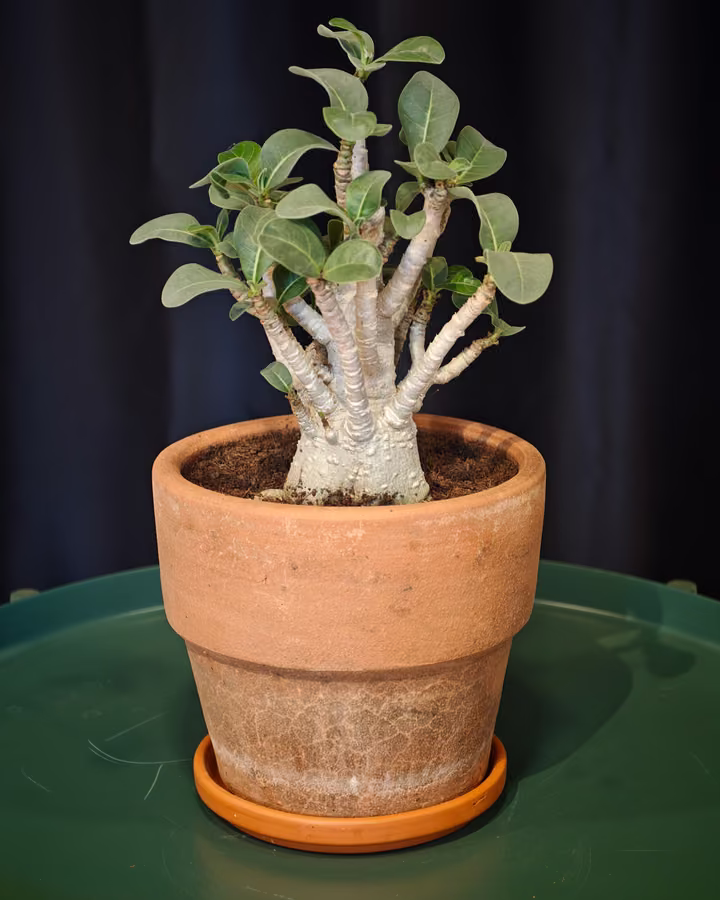 Pianta compatta in un vaso di terracotta nel negozio