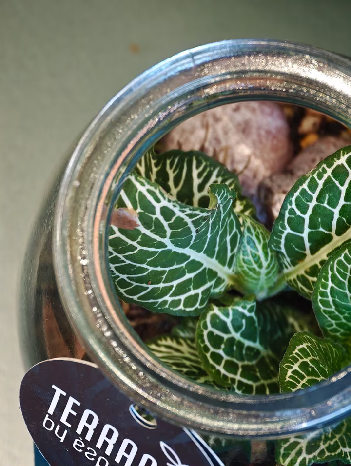 Dettaglio delle foglie all’interno di un terrarium