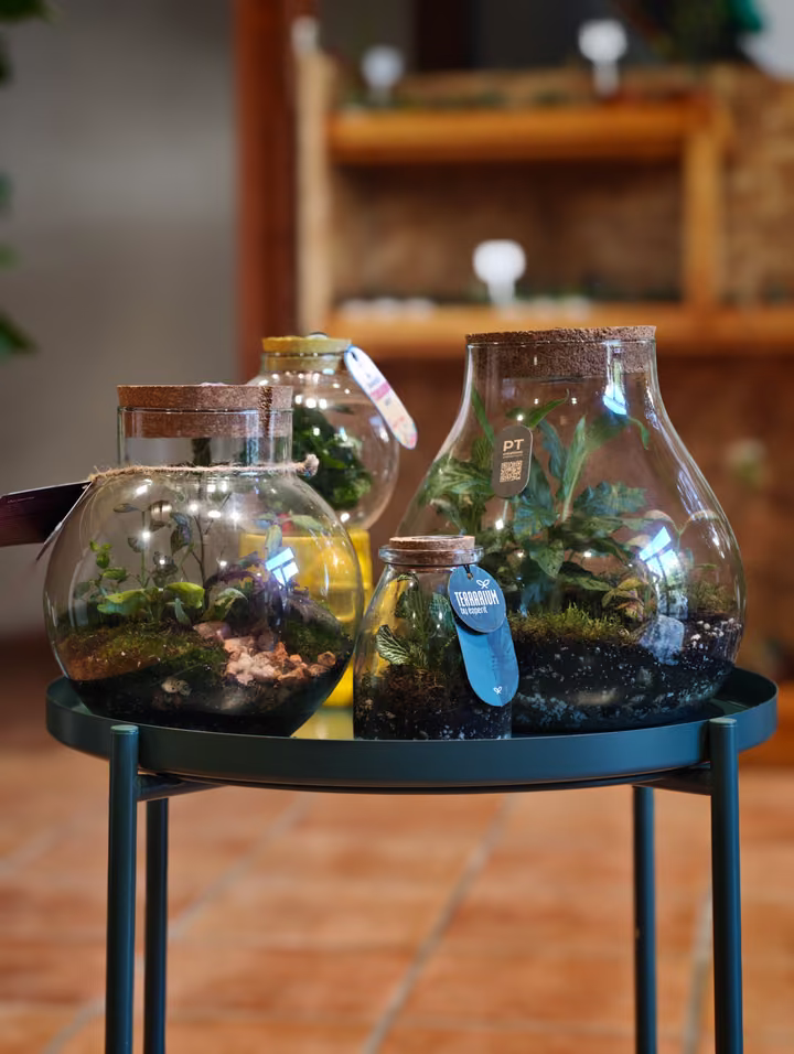 Composizioni botaniche in contenitori di vetro da Botania