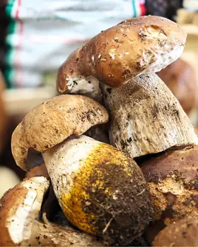 Funghi porcini ancora sporchi di terra