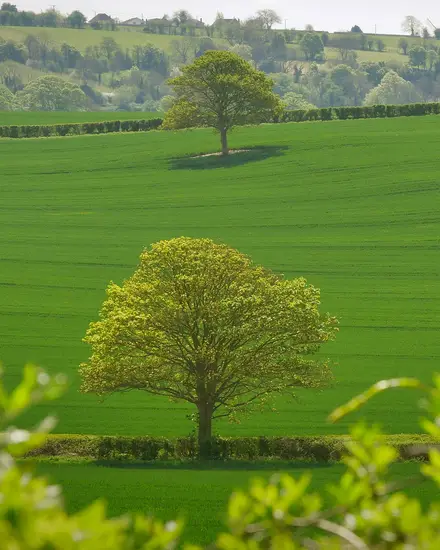 Campi verdi in collina, con qualche albero isolato