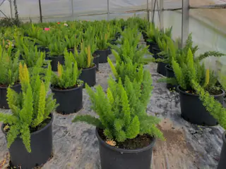 File di piante in vaso dalle fronde piumose, sotto la serra