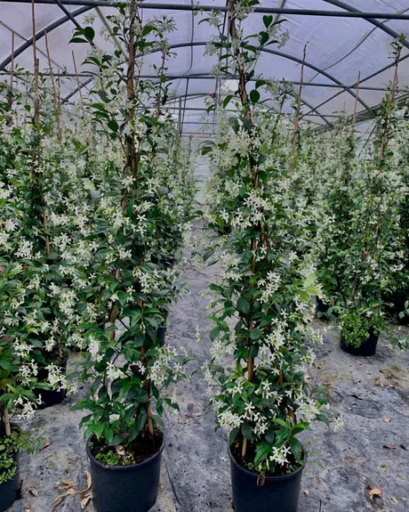 File di rampicanti dai fiori bianchi, legati ai tutori, sotto una serra a tunnel