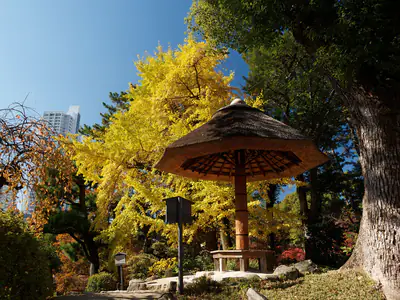 Un padiglione dal tetto di paglia sotto un ginkgo giallo, nel giardino Shukkei-en