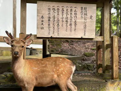 Un cervo di Nara davanti a un cartello di legno
