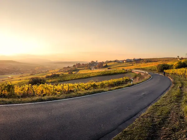 Una strada asfaltata che curva tra le vigne al tramonto