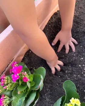 Le mani di un bambino che piantano dei fiori in un vaso pieno di terra