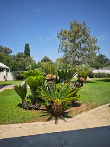 Un’aiuola di cycas nel giardino della villa